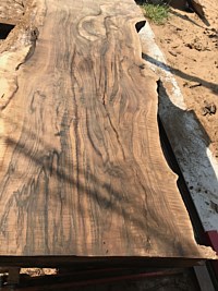 English Walnut
